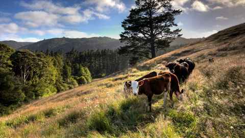 Cows on a hillside
