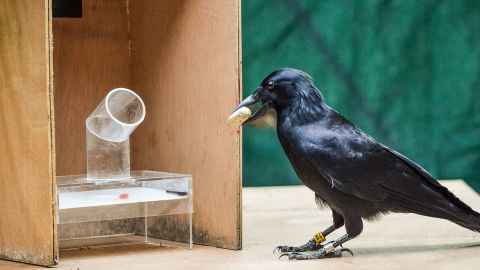A crow holding a stone in its beak, next to a transparent tube