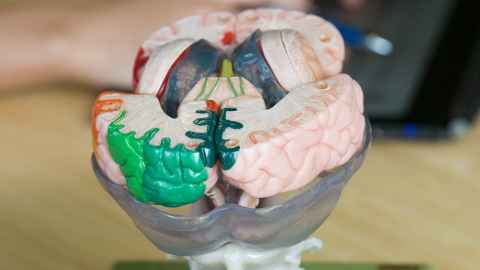 Coloured model of parts of the brain