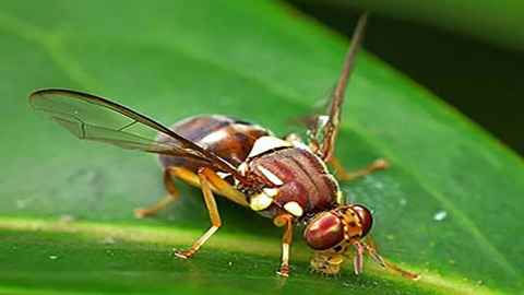 A single Queensland fruit fly (Bactrocera tryoni) was recently detected in Devonport. A full scale response has been triggered as it is regarded as a serious pest [Image: Bugwood.org used by permission Plant Health Australia].