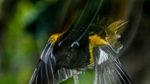Hihi bird in flight