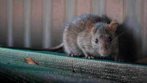 Rat on a textured green surface near a wall