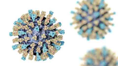An image showing measles virus particles. This virus, from the Morbillivirus group of viruses, consists of an RNA core surrounded by an envelope studded with surface proteins haemagglutinin-neuraminidase and fusion protein, which are used to attach to and penetrate a host cell. Photo: Getty Images