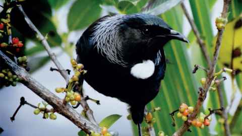 Tūī in a tree branch with berries