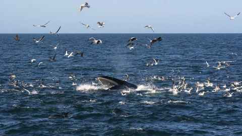 Seagulls flying around and floating in the water around a Bryde's whale