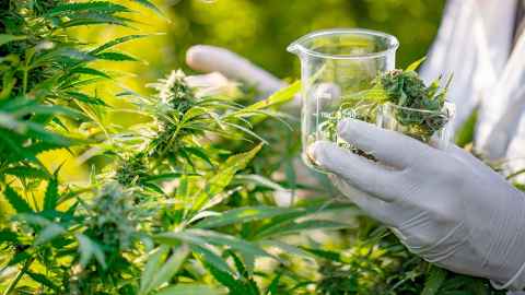 Person wearing a white coat and white latex gloves putting cannabis into a beaker