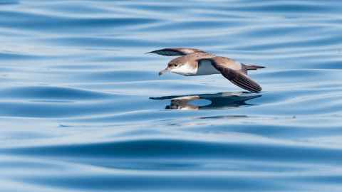Buller's shearwater flying just above the water