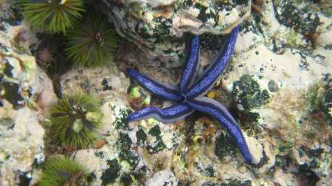 Sea urchins (kina) and starfish in Parque Nacional Galápagos,  Ecuador's first national park and a UNESCO World Heritage Site. Photo:  Professor  Mark Costello