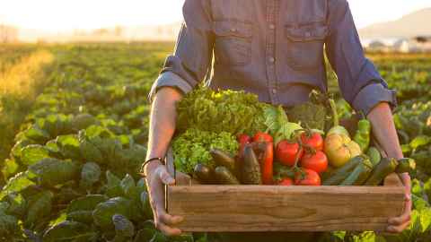 A man holds a box of freshly picked vegetables in the morning light - an organic future for food sustainability. Photo: iStock
