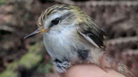 Adult female tītipounamu held in a person's fingers