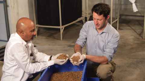 B.H. Srikanth and Neil Birrell wearing white latex gloves and holding handfuls of larvae