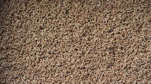 Black Soldier Fly larvae