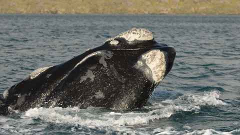 Southern right whale or tohorā (Eubalaena australis)