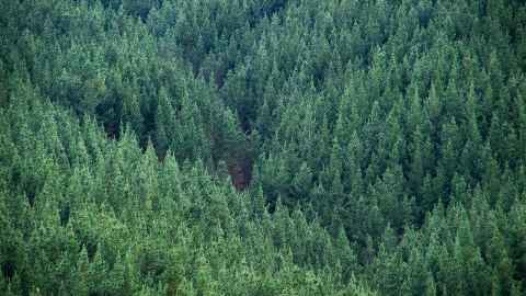 Pine trees are pictured filling a gully in New Zealand - the planting choice of foresters claiming funding under the Billion Trees policy rather than native trees.