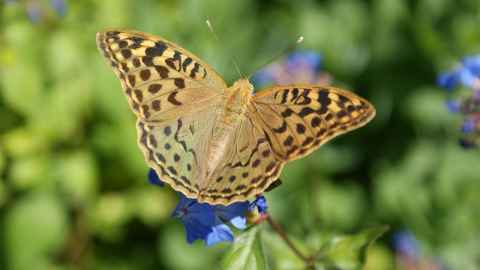 Silver-washed fritillary butterfly on a blue flower