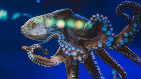 An octopus