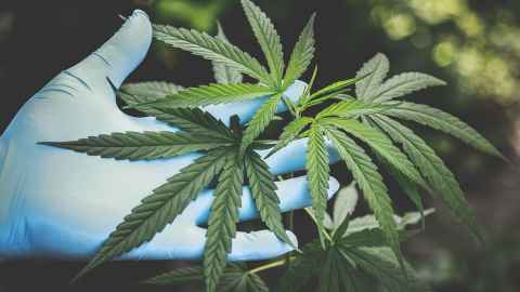 Cannabis leaves held in a blue-gloved hand.