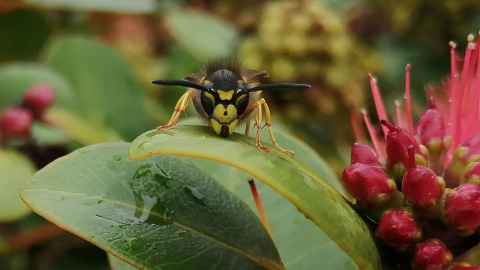 A vespula germanica wasp resting on a green leaf