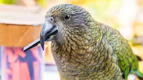 Kea holding a small piece of wood in its beak