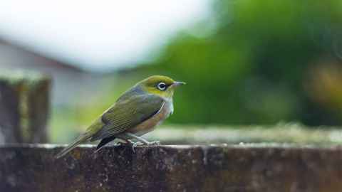 YThe image shows a small bird, a  tauhou or wax-eye, self-introduced in the early 1800s: it's Māori name, mean stranger or new arrival. Photo: iStock