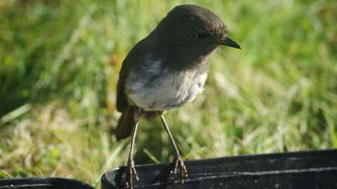 An image shows a toutouwai or South Island robin.