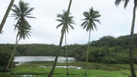 Lake Te Roto field site on Atiu Island, southern Cook Islands.