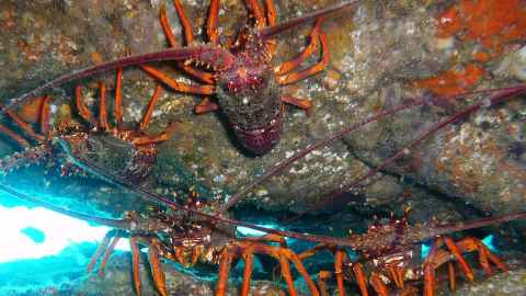 A photo shows crayfish underwater at he Leigh marine reserve:  "almost functionally extinct," says Professor Simon Thrush.