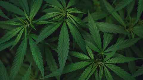 Cannabis plants