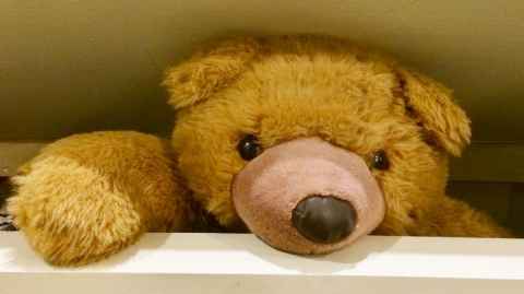 The head of the toy bear emerging from a box
