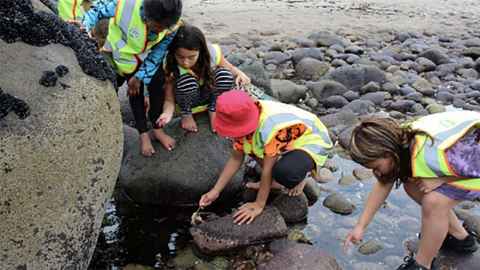 Four children wearing yellow high-vis vests looking into a rockpool