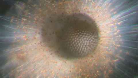 Katsunori kimoto foraminifera