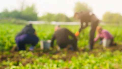 The image shows a group of farm workers in a field: Many seasonal migrant workers don't speak up because they fear losing their jobs and, by extension, their visas, making them subject to deportation. Stock photo: iStock