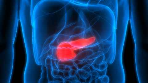 The pancreas highlighted in the human body.