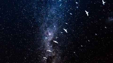 Birds against a starry night sky.
