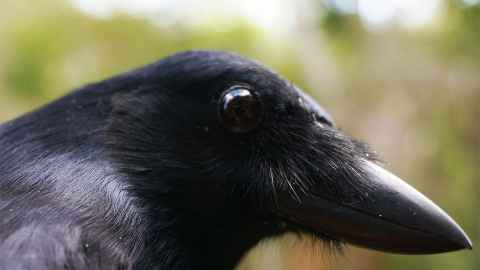 A close-up of a large black bird with black beak.