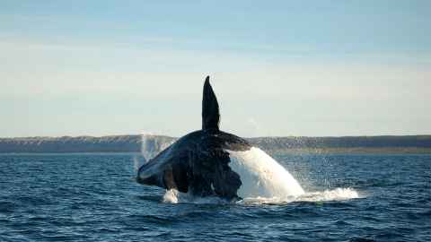 An orca (killer whale) leaping out of the water.