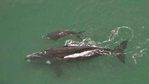 An adult whale swimming next to a whale calf.