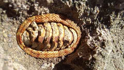 Snakeskin chiton.