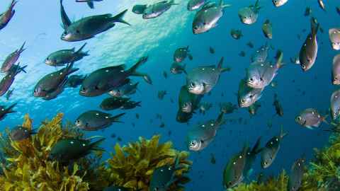 A school of fish.