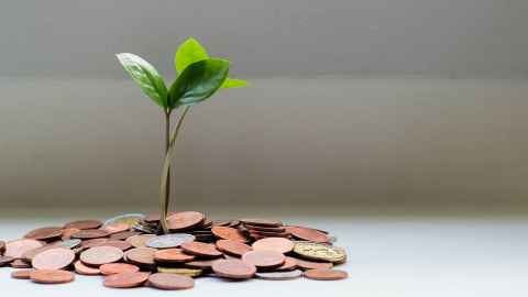 Plant growing from coins