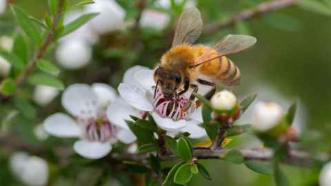 The image shows a bee on the plower of a manuka plant: Imported honeybees may be threatening New Zealand’s indigenous bees, which have evolved for millennia to pollinate our native plants. Photo: iStock