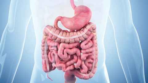 A model of the human stomach.
