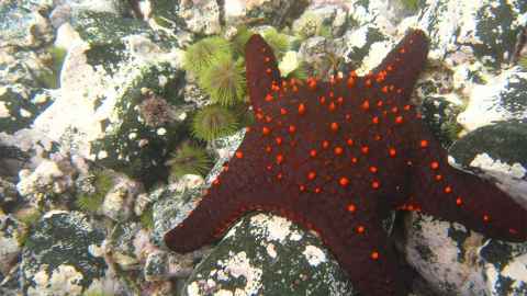 Orange pin cushion starfish.