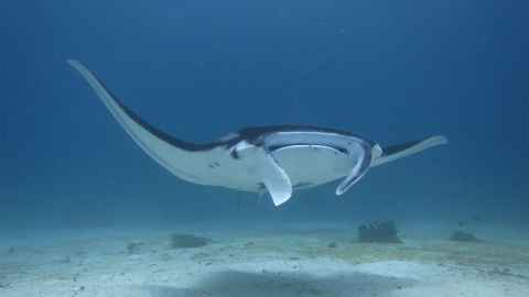 Manta ray. 