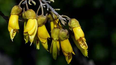 Bright yellow kōwhai flowers.