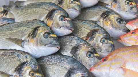 Fish.