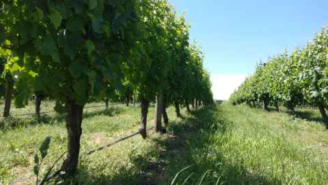 Grapevines on a sunny day