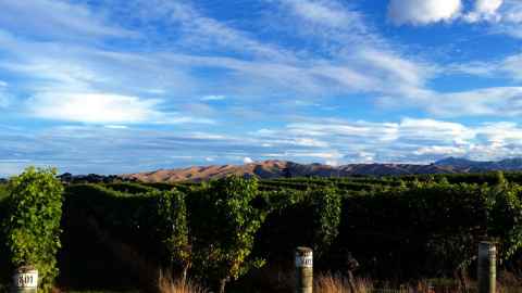 A vineyard with mountains in the background