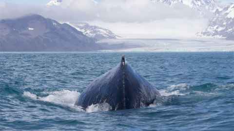 A dark shape emerging from an ocean, with snowy mountains in the distance.