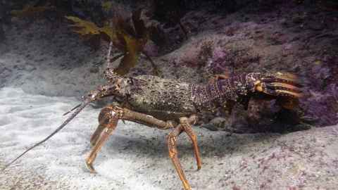A crayfish on the sea floor.